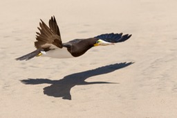 brown booby