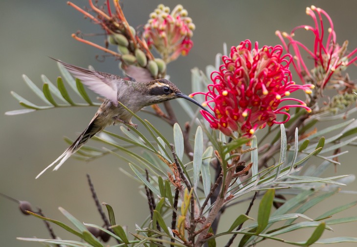 scale throated hermit