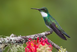 white throated hummingbird