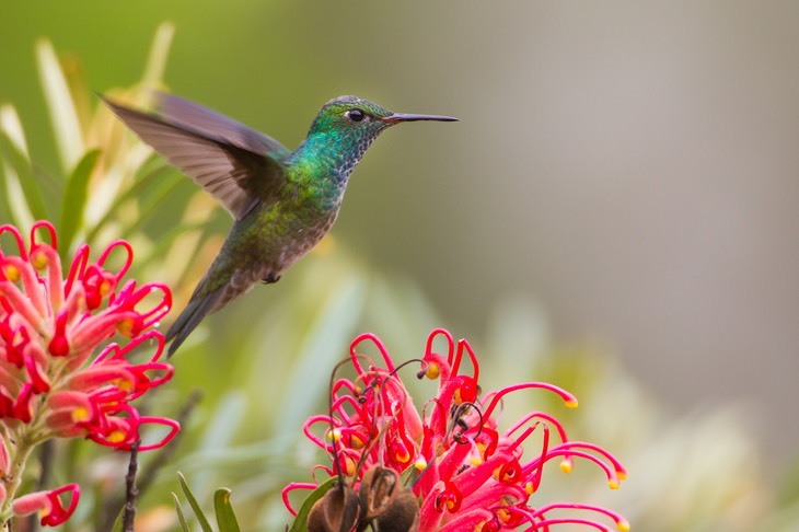 versicoloured emerald