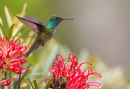 versicoloured emerald