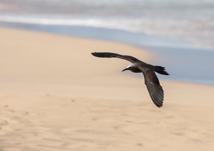 brown noddy