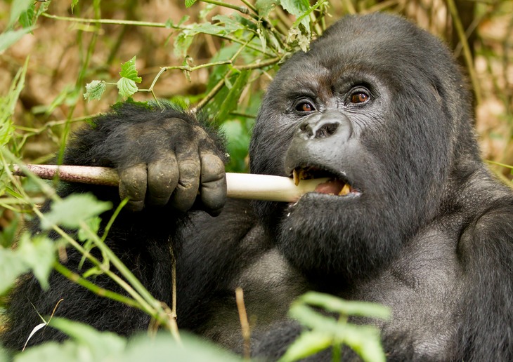 mountain gorilla