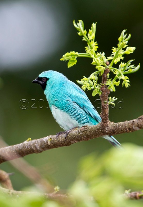 swallow tanager