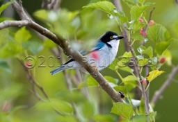 hooded tanager