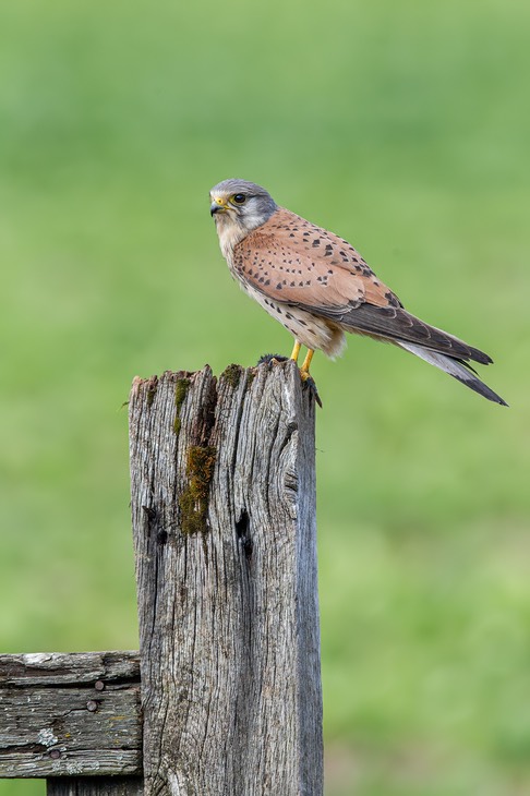 kestrel