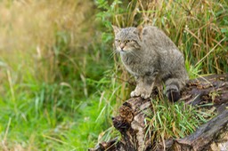 scottish wild cat