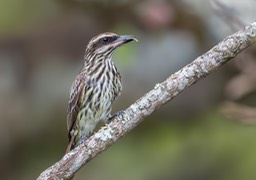 streaked flycatcher