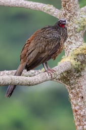 dusky legged guan