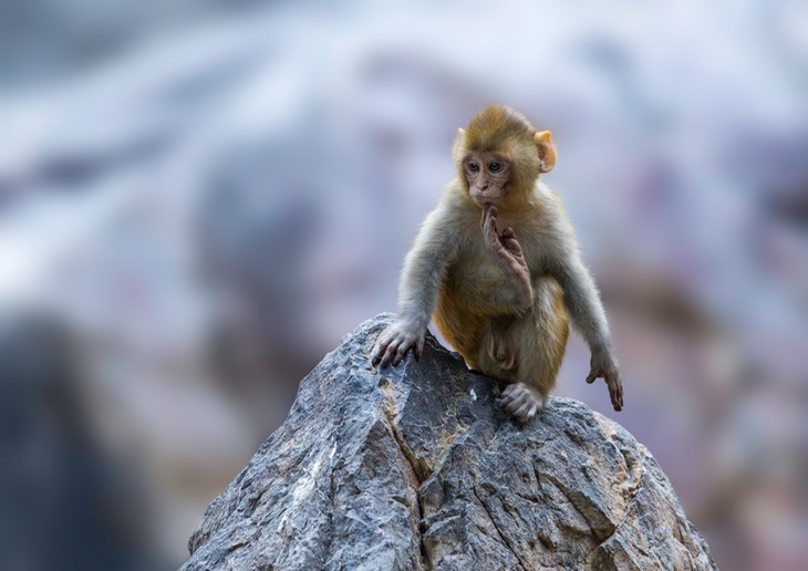 rhesus macaque