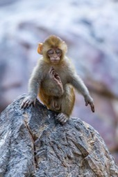 rhesus macaque