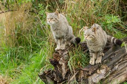 scottish wild cat