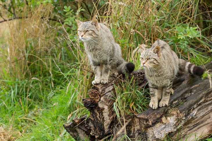 scottish wild cat