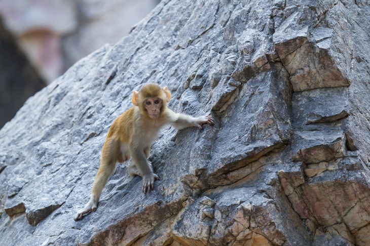 rhesus macaque