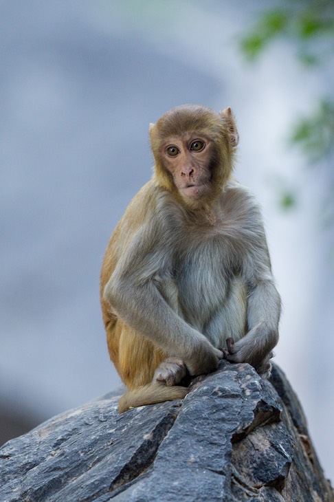 rhesus macaque