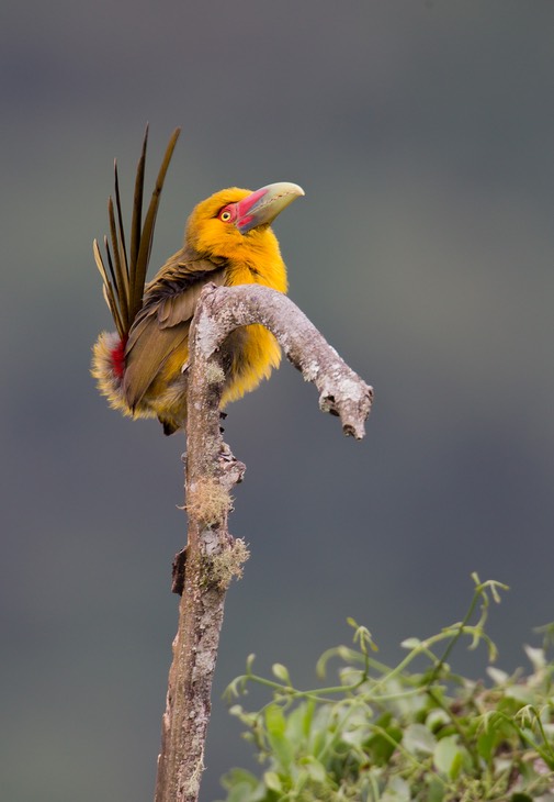 saffron toucanet