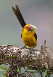 saffron toucanet