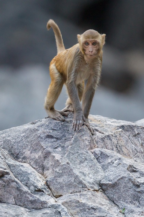 rhesus macaque