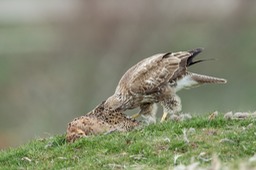 common buzzard