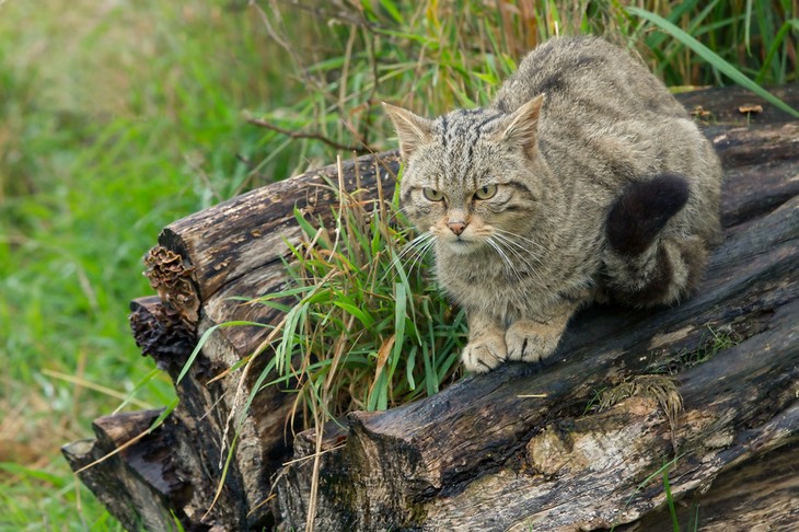 scottish wild cat