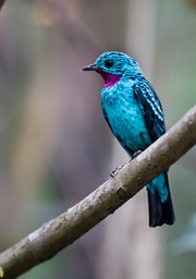 spangled cotinga