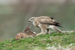 common buzzard