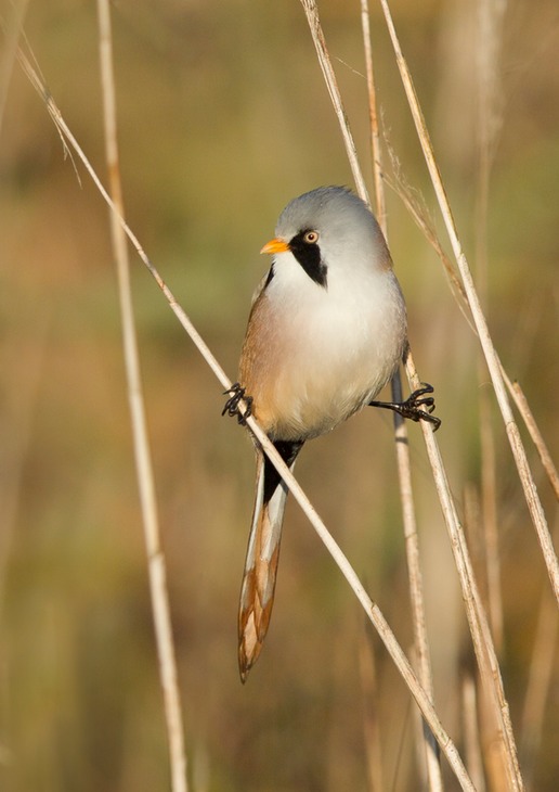 bearded reedling