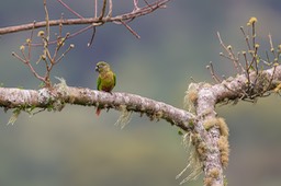 maroon bellied parakeet