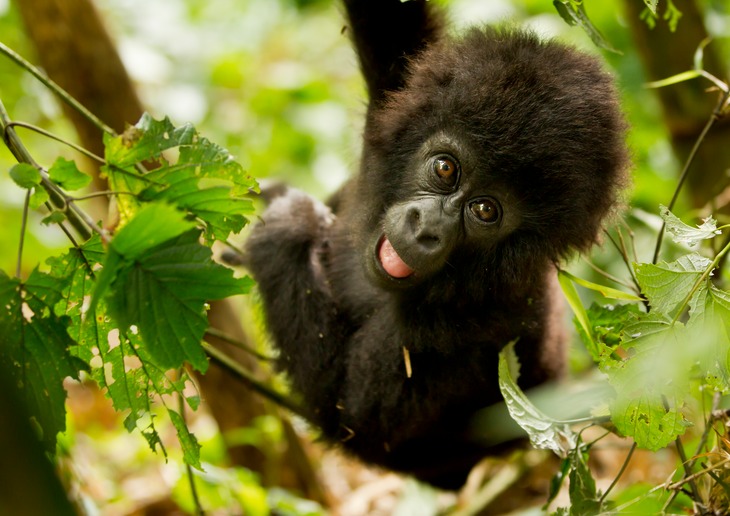 mountain gorilla