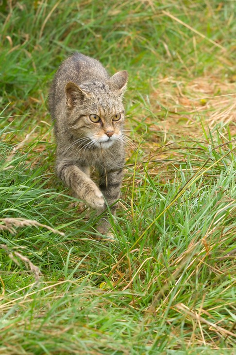 scottish wild cat