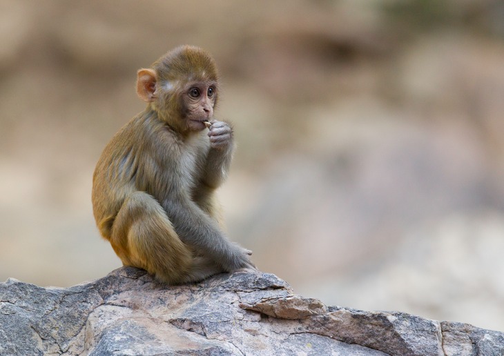 rhesus macaque