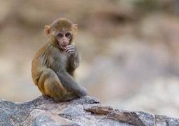 rhesus macaque