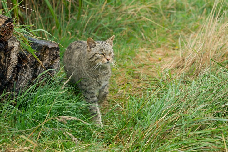 scottish wild cat