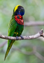 rainbow lorikeet