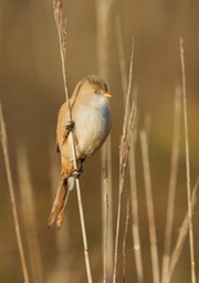 bearded reedling