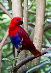 eclectus parrot