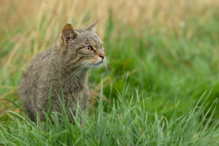 scottish wild cat