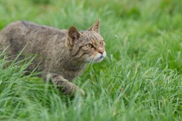 scottish wild cat