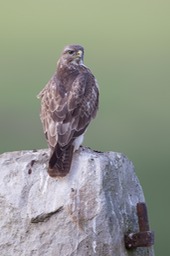 common buzzard