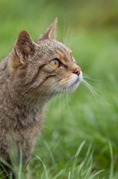 scottish wild cat