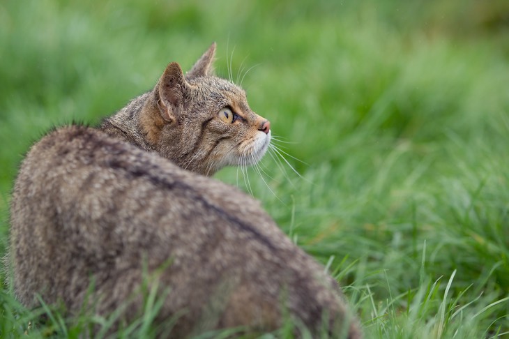 scottish wild cat