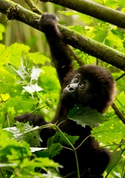 mountain gorilla