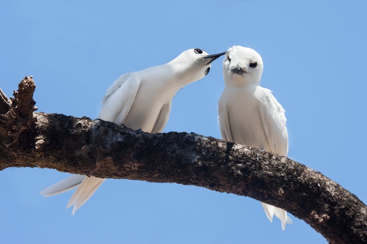 fairy tern