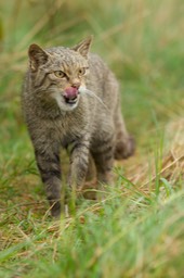 scottish wild cat