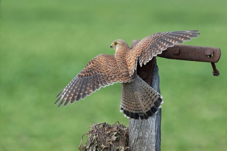 kestrel