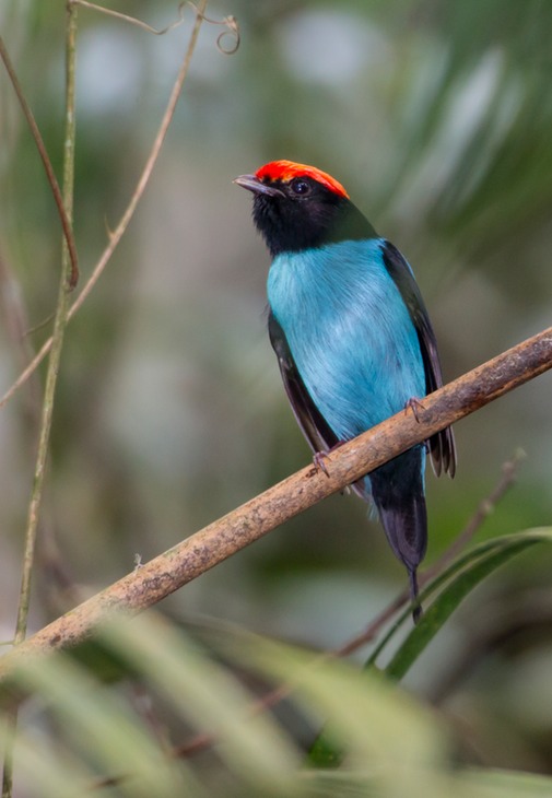 swallow tailed manakin