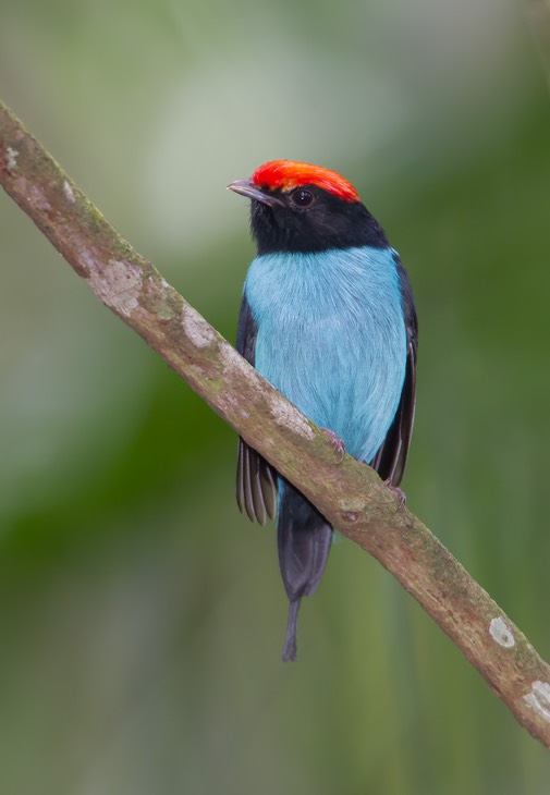 swallow tailed manakin