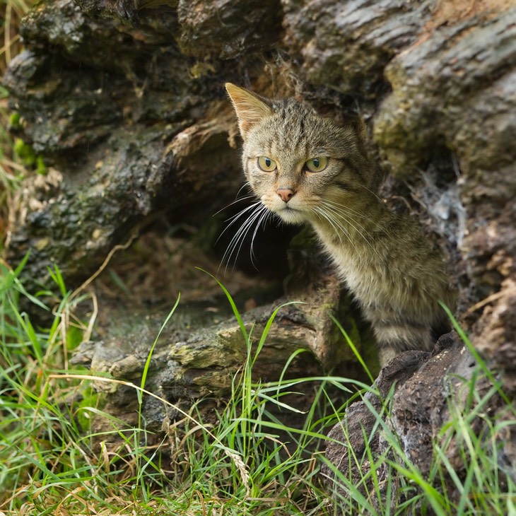 scottish wild cat