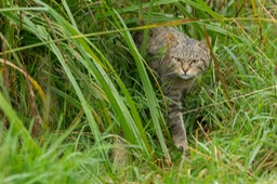 scottish wild cat