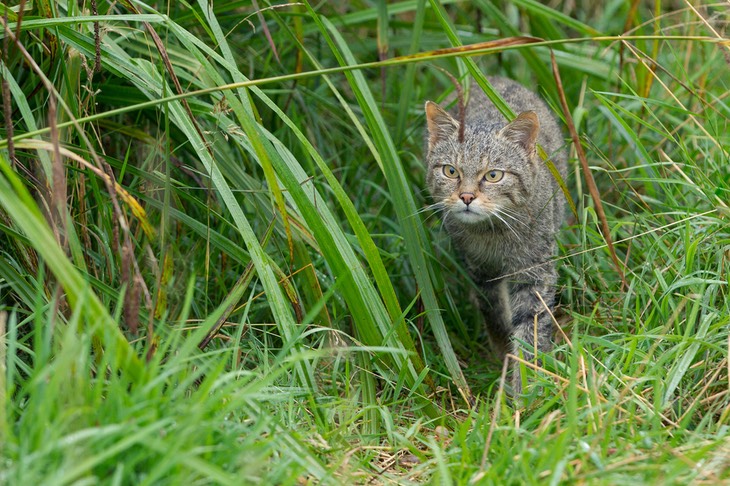 scottish wild cat